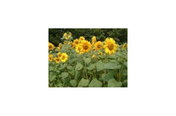 Dwarf Sunflower per kg