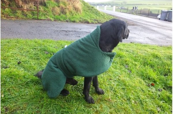 Dog Towelling Coat