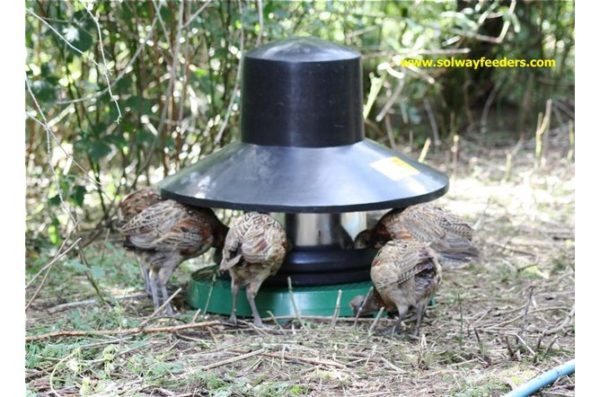 20kg Tube Feeder with Top Hat / Rain Guard