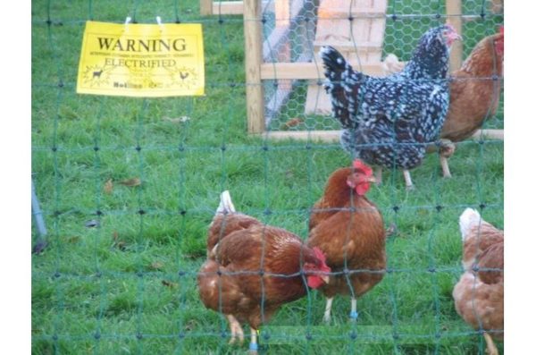 50m Poultry Netting Kit