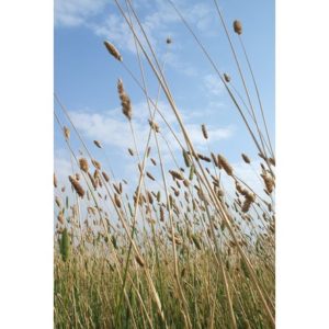 Canary Grass 3Kg acre pack