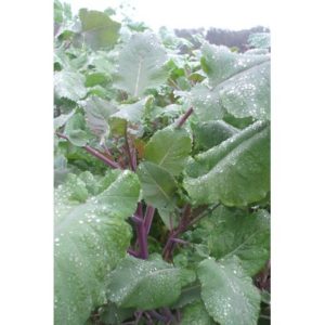 Carbon Kale Mustard Hybrid