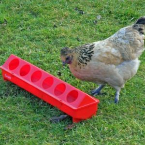 Plastic Hen Trough for Feed or Water (50cm)