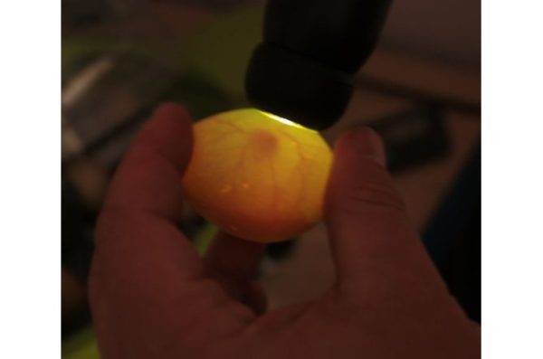 High Intensity LED Egg Candler