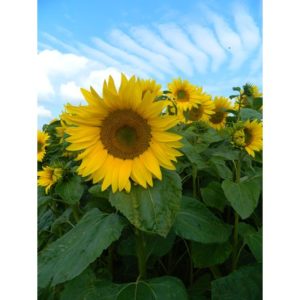 Sunspot Sunflower 10kg