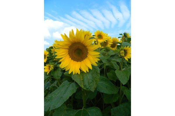 Sunspot Sunflower 10kg