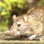 Vermin Control, Lamps & Torches, Batteries & Chargers